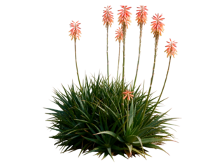 Aloe plant with tall pink flower stalks on black aloe vera aloe vera, plant, succulent, green, leaves, spiky, flowering, pink, orange, flower stalks, tall, bloom, nature, botanical, flora, desert, ari