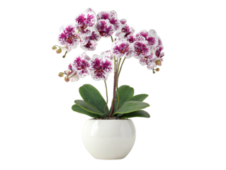 Pink orchid plant in white pot, elegant phalaenopsis flowers with green leaves, indoor home decor, isolated on white background