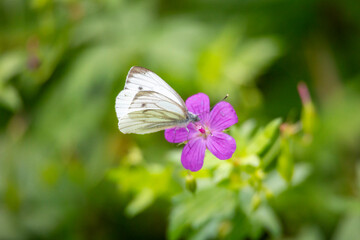 A beautiful white butterfly feeding on flowers in a meadow. Cabbage white on plants. Seasonal summer scenery in rural Latvia, Europe.