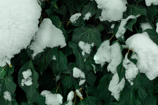 snow on the leaves