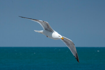 Mouette en vol