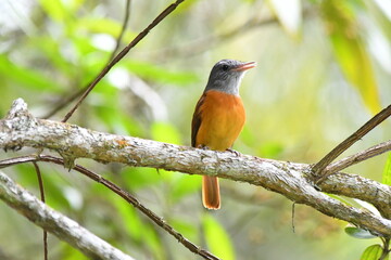 Gray-hooded Attila on branch