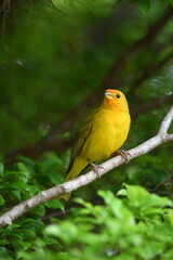 Saffron Finch on a branch. Canary