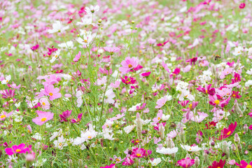 秋の風に揺れるピンクや白のコスモス畑の風景