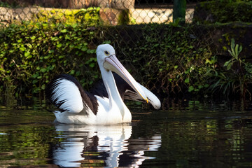 Pelicans swimming in a pond, portrait of a pelicans