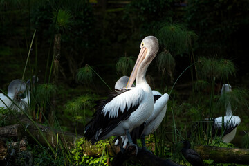 Pelicans swimming in a pond, portrait of a pelicans