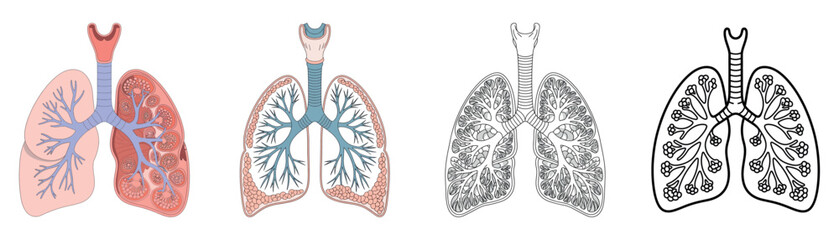 Lung Anatomy Cutaway Illustrations with Detailed Structure and Cross-Sections
