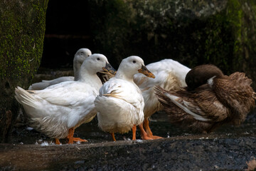 Pekin duck is resting with one leg raised, Close up of  a pekin ducks