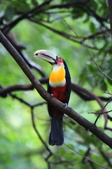 Obraz premium toucan on a branch