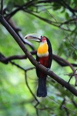 Obraz premium toucan on a branch
