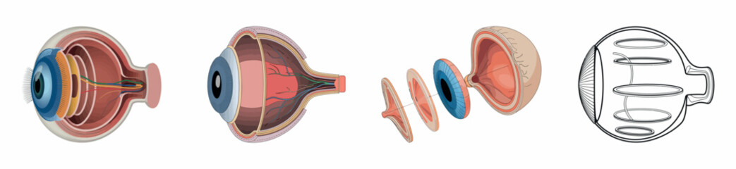 Cutaway Illustration of Human Eye Anatomy with Detailed Layers