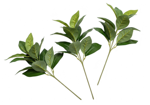 Three green leafy stems on a black background