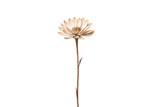 Dried cream colored daisy flower on long stem, isolated on a transparent background - Powered by Adobe