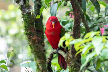 Red Lory bird (Eos bornea), Red Lory Resting on Tree Branch