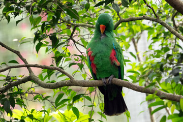 The Eclectus Parrot (Eclectus roratus), Moluccan eclectus parrot  on Tree Branch