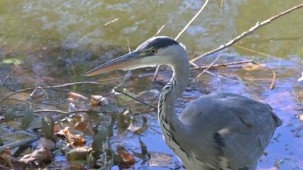 Grey Heron (Ardea cinerea) picking up and flying away with a very large stick in a London park. Last week of September, London, UK. (Half speed)