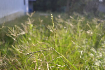Tall grass glowing in sunlight with blurred house background perfect for nature texture and outdoor visuals	