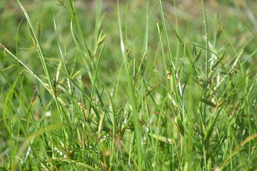 Closeup of lush green grass with seed heads perfect for nature texture and eco themed visuals	
