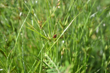 Ladybug on tall green grass in natural setting perfect for visuals on nature insect and eco awareness	