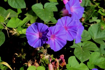 planta flor ipomoea - convolvulus arvensis 