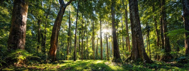 Sunlight filtering through a lush forest