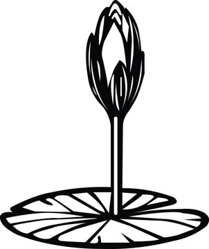 Watel Lily Bud or NCP SAPLA KOLI MARKA/BRAND