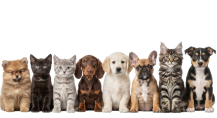 Eight diverse puppies and kittens posing neatly on a transparent studio background with soft lighting, looking at camera, celebrating pet companionship and cuteness