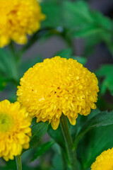 雨の雫がついた黄色いポンポン咲きの菊の花