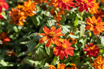 夏の庭に鮮やかに咲くオレンジ色のヒャクニチソウの花