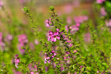 夏の庭の花壇に咲く紫色のアンゲロニアの花