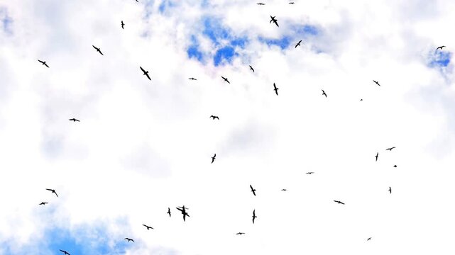 Large flock of Black-Headed Gulls (Chroicocephalus ridibundus) and a few larger Herring Gulls (Larus argentatus) circling overhead. September, Kent, UK. Increased contrast. Slow motion x5