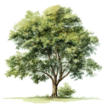 watercolor vector of Black Walnut Tree, isolated on a white background.