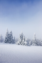 Naklejka premium Winter natural background. Foggy mountain forest with snow covered frozen trees. Cold weather in frosty landscape