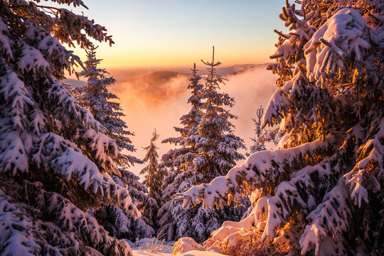 Winter in mountain forest during sunset. Golden hour in dreamlike landscape with snow covered spruce trees and mist in valley. Natural background - Powered by Adobe