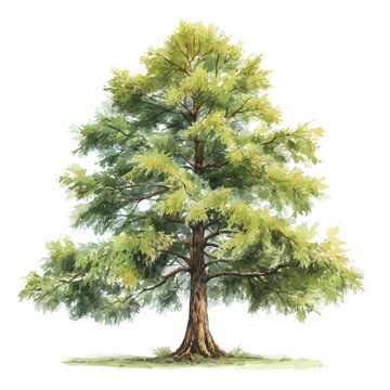 Bald Cypress Tree, watercolor clipart vector, isolated on a white background.