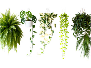 Five hanging houseplants with green leaves on black background hanging plants, houseplants, green leaves, black background, indoor plants, foliage, botanical, nature, plant collection, variety, fern,