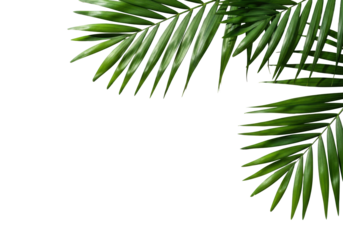 Lush emerald green tropical palm leaves, distinct venation, on a seamless transparent background with extensive copy space, casting sharp shadows. Concept of natural minimalism and modern design