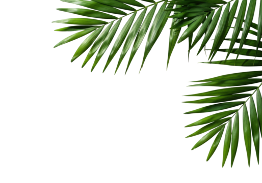 Lush emerald green tropical palm leaves, distinct venation, on a seamless transparent background with extensive copy space, casting sharp shadows. Concept of natural minimalism and modern design - Powered by Adobe
