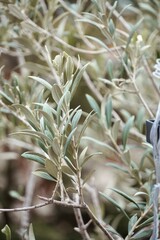 Olive Branch Close-Up with Leaves – Soft Warm Sepia Botanical Texture