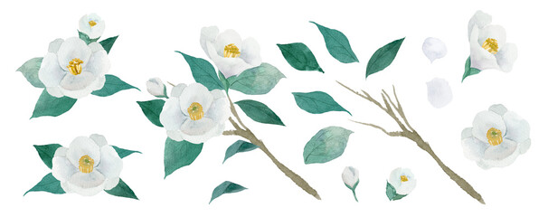 水彩で描いた白椿の花と蕾