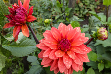 Drops of water on the red petals of decorative dahlias after rain