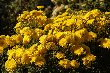 lush autumn bloom of yellow chrysanthemums