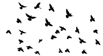 Pure black silhouettes of pigeons and starlings in various flight poses on a crisp, seamless transparent background with expansive copy space, symbolizing freedom and aspiration