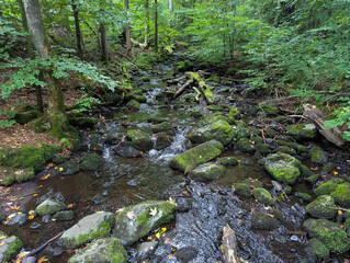 Wald, Bach, Fluss, Natur, Urwald, Laubwald, Erholung