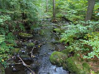 Wald, Bach, Fluss, Natur, Urwald, Laubwald, Erholung