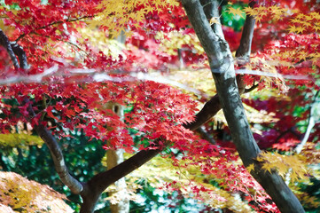 赤と黄色に色づく鮮やかな秋の紅葉