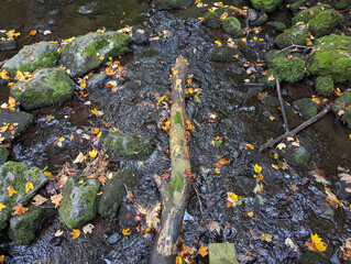 Wald, Bach, Fluss, Natur, Urwald, Laubwald, Erholung
