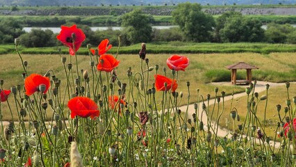 Vivid red poppy flower field in early summer, stretching across open meadows with bright sunlight and clear sky, captured with vibrant colors and strong seasonal atmosphere.