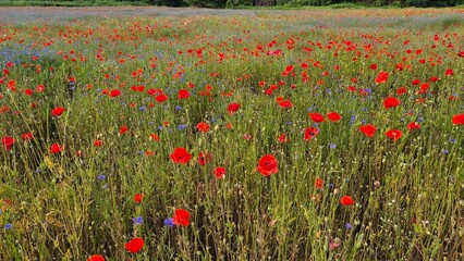 Vivid red poppy flower field in early summer, stretching across open meadows with bright sunlight and clear sky, captured with vibrant colors and strong seasonal atmosphere.
