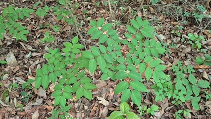 Green forest floor plants with fresh leaves growing over natural soil, showing organic textures and dense vegetation.